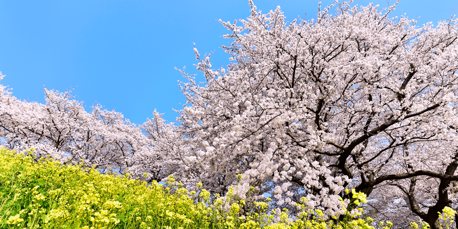 一面に広がった青空と、薄いピンク色の満開の桜とその下に広がる黄色い花