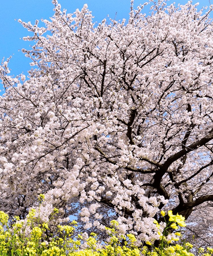 一面に広がった青空と、薄いピンク色の満開の桜とその下に広がる黄色い花