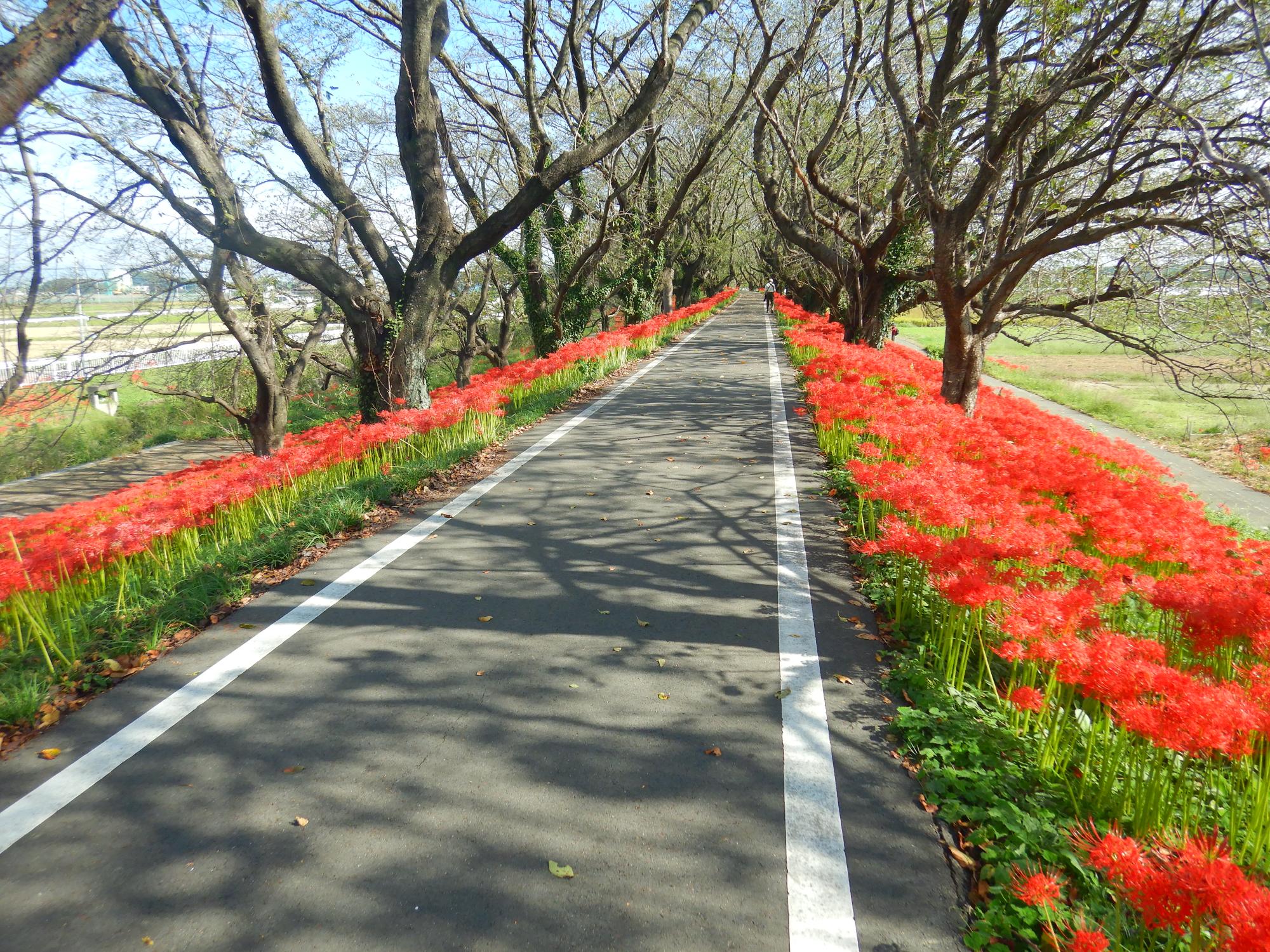 さくら堤公園ヒガンバナ