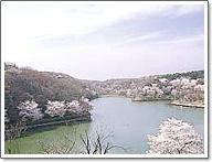 晴れた空の下に丘陵の裾に緑の木々ときれいに咲く桜の木に囲まれた八丁湖の写真