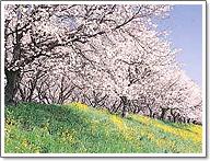 緑の丘にピンク色の大きな桜の木が満開に咲いている写真