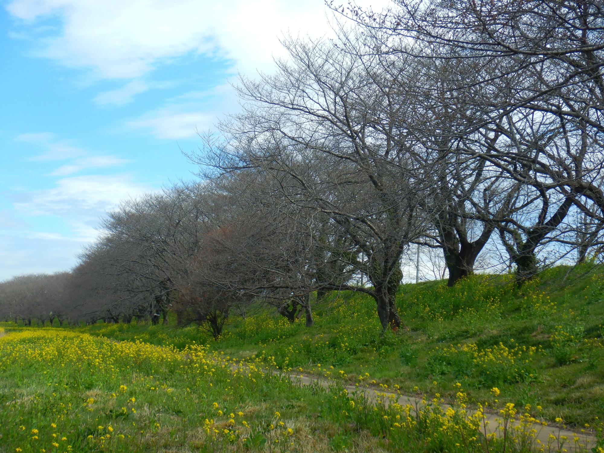 さくら堤