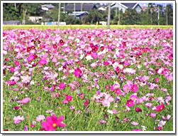 色とりどりの花を咲かせている一面に広がるコスモス畑の写真
