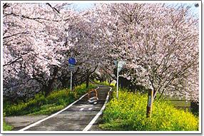 両脇に満開の桜が並ぶサイクリングコースの写真